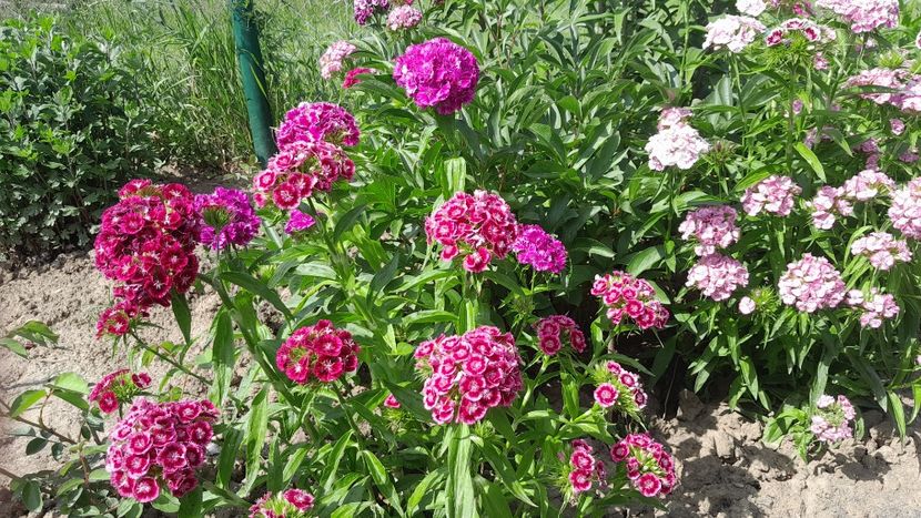  - 2023 floricele din grădină