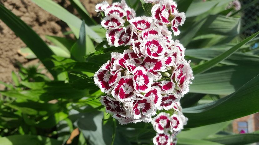  - 2023 floricele din grădină