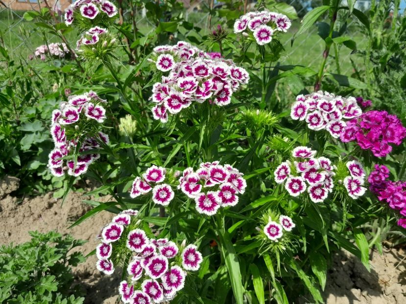  - 2023 floricele din grădină