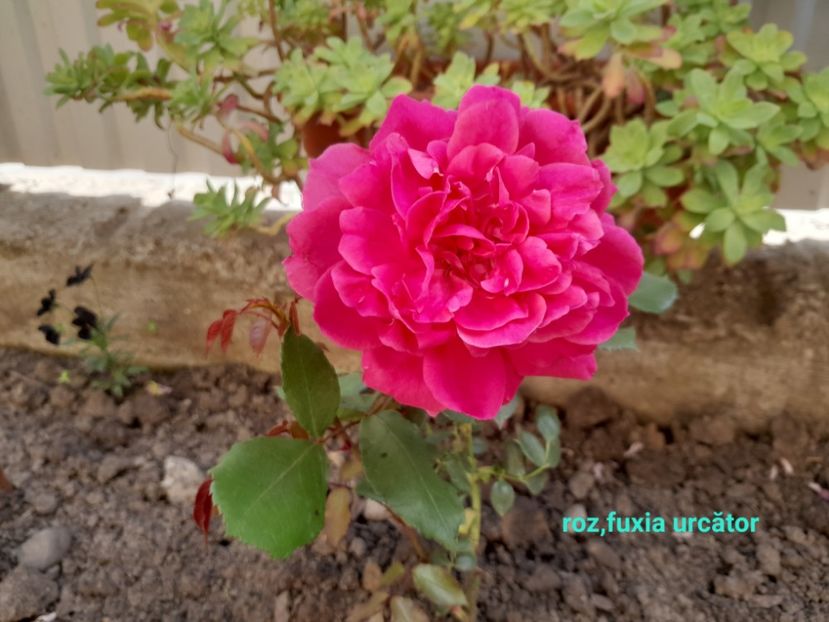  - Primul bobocel și prima floricică mult așteptată