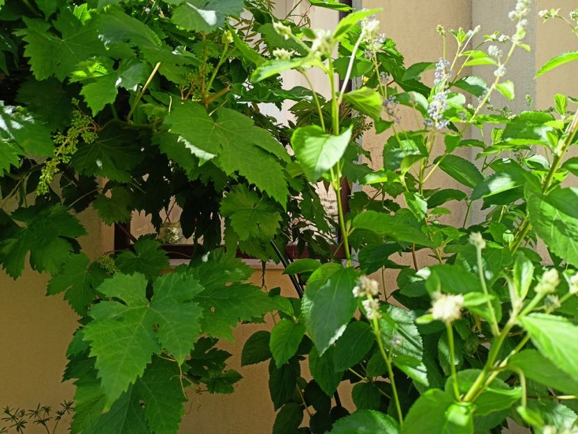 înflorește Ceanothus Concha - Grădina 2023 continuare 3