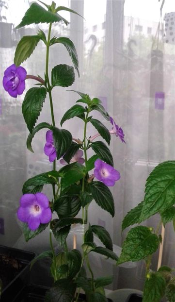  - ACHIMENES 2023