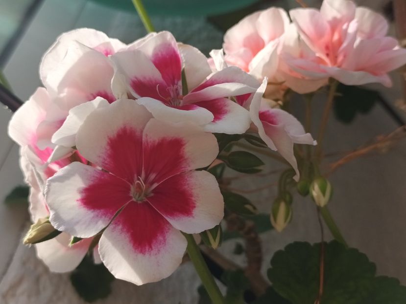 Upsy, n-au fost ultimele! :)) - Muscate