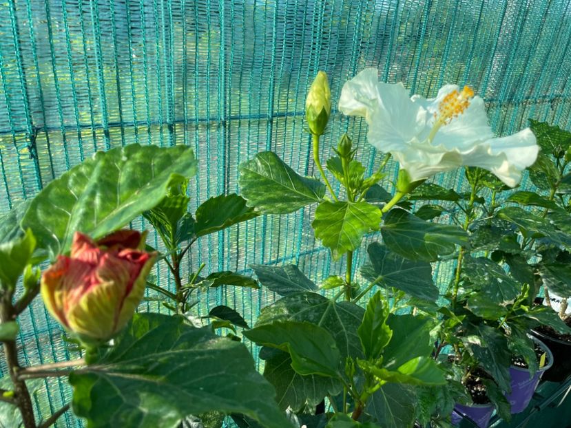 09D4E82E-DF16-4B21-99B5-FC951827E388 - 001 - Hibiscusi