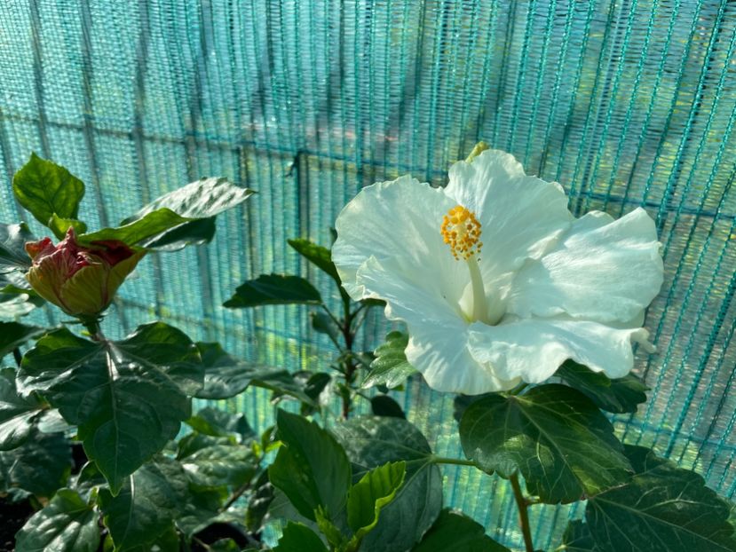 8F48BD1D-41F4-4E82-8D29-4CFB2816FE5F - 001 - Hibiscusi