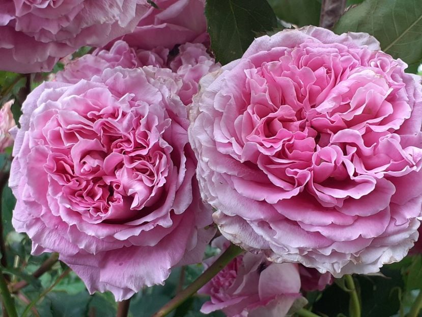  - Agnes 2021 - 2022-2023