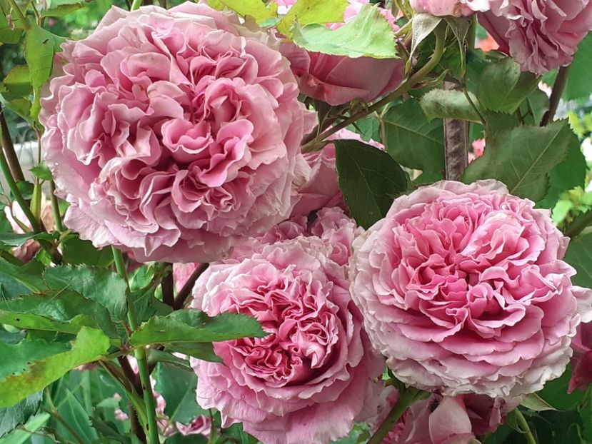  - Agnes 2021 - 2022-2023