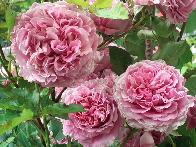  - Agnes 2021 - 2022-2023