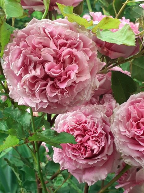  - Agnes 2021 - 2022-2023