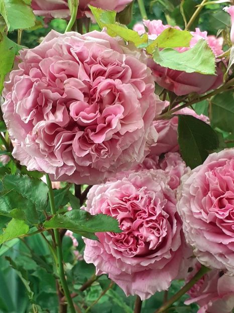  - Agnes 2021 - 2022-2023