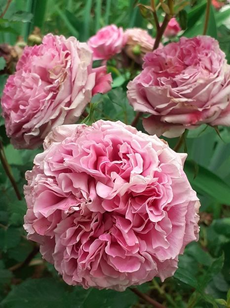  - Agnes 2021 - 2022-2023