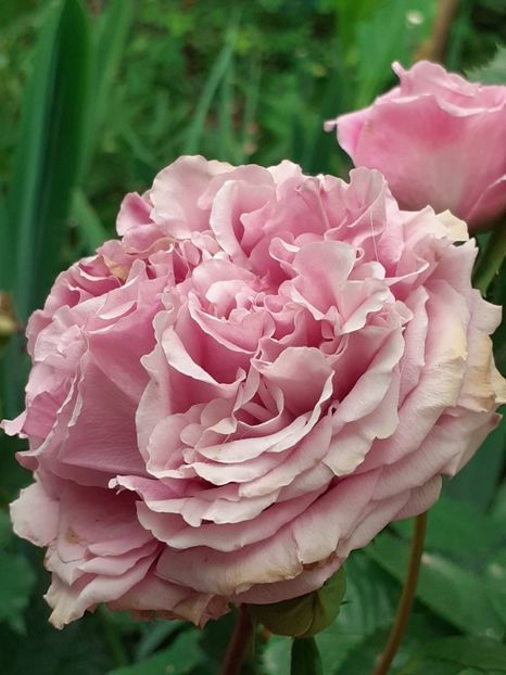  - Agnes 2021 - 2022-2023