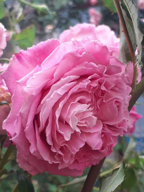  - Agnes 2021 - 2022-2023