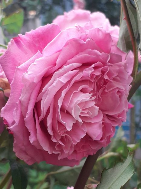  - Agnes 2021 - 2022-2023