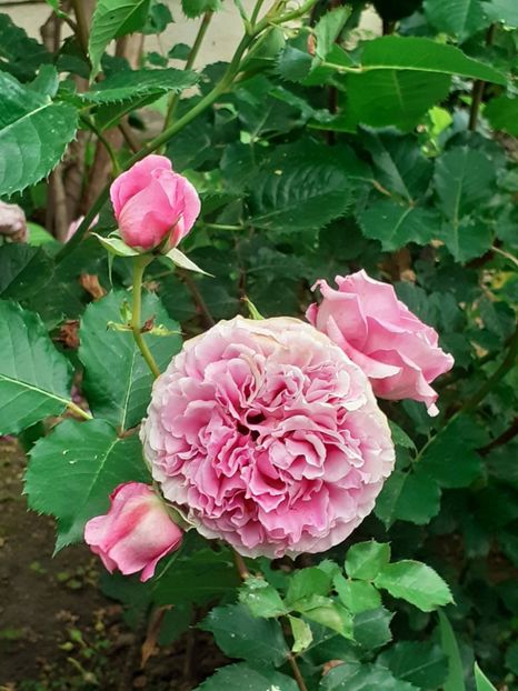  - Agnes 2021 - 2022-2023