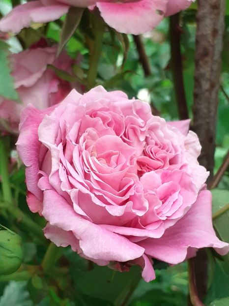  - Agnes 2021 - 2022-2023