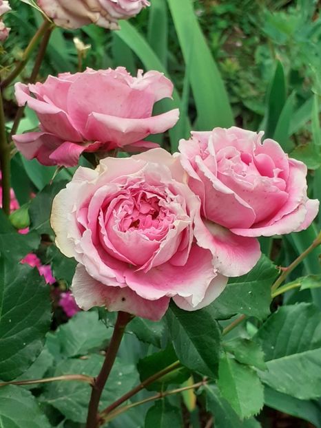  - Agnes 2021 - 2022-2023