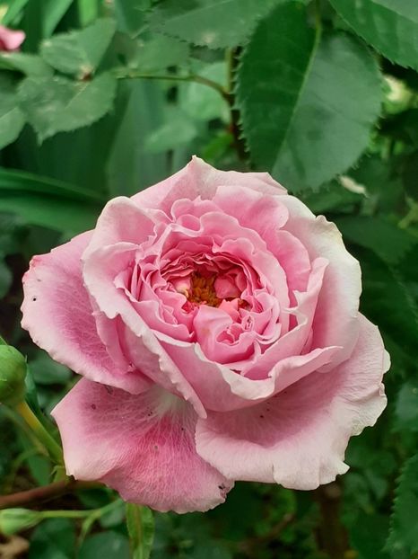  - Agnes 2021 - 2022-2023