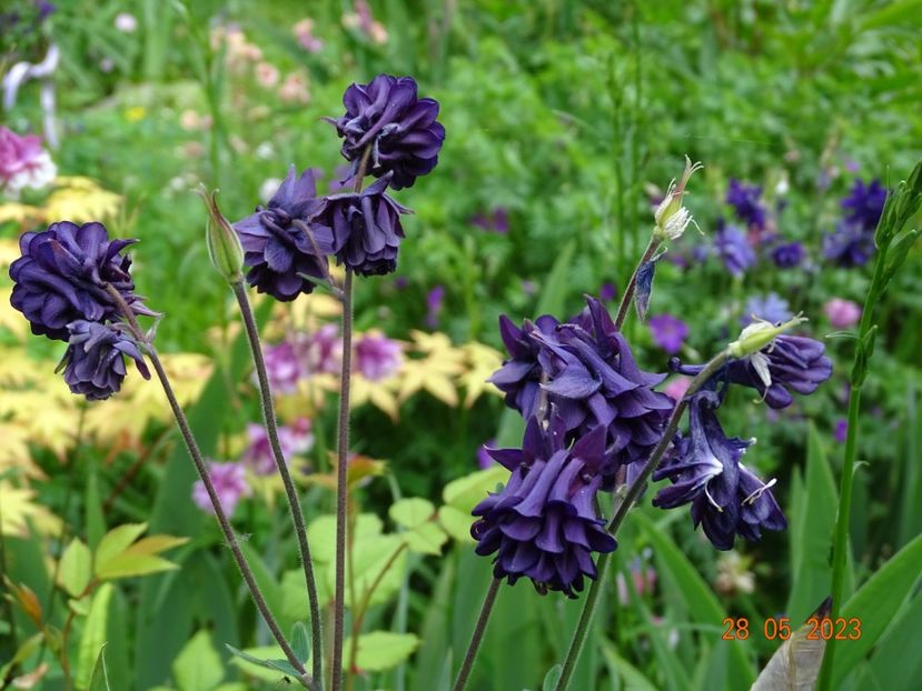  - Aquilegia 2023