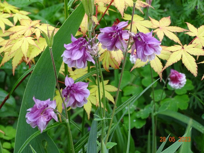  - Aquilegia 2023