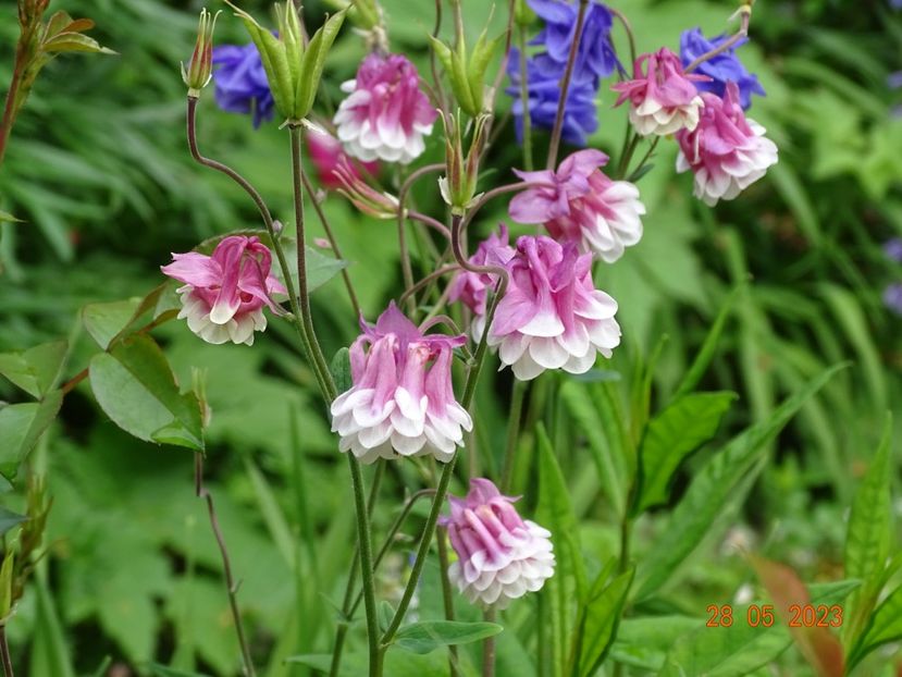  - Aquilegia 2023