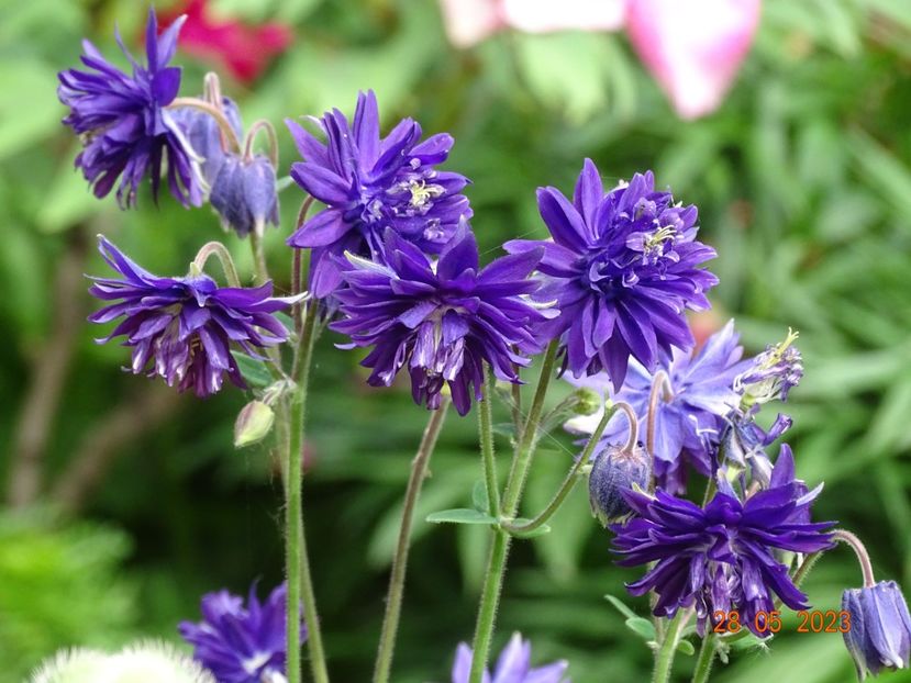  - Aquilegia 2023