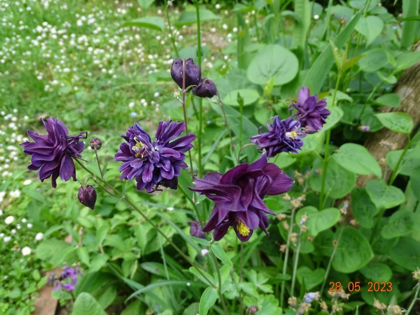  - Aquilegia 2023