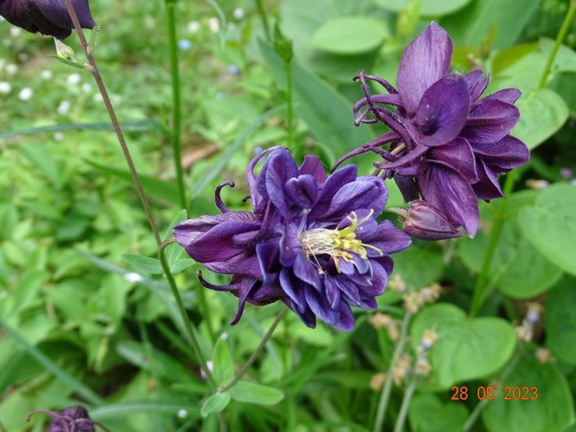  - Aquilegia 2023