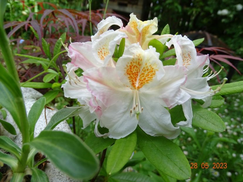 azalea mollis Silver Slipper - Copacei si arbusti 2023