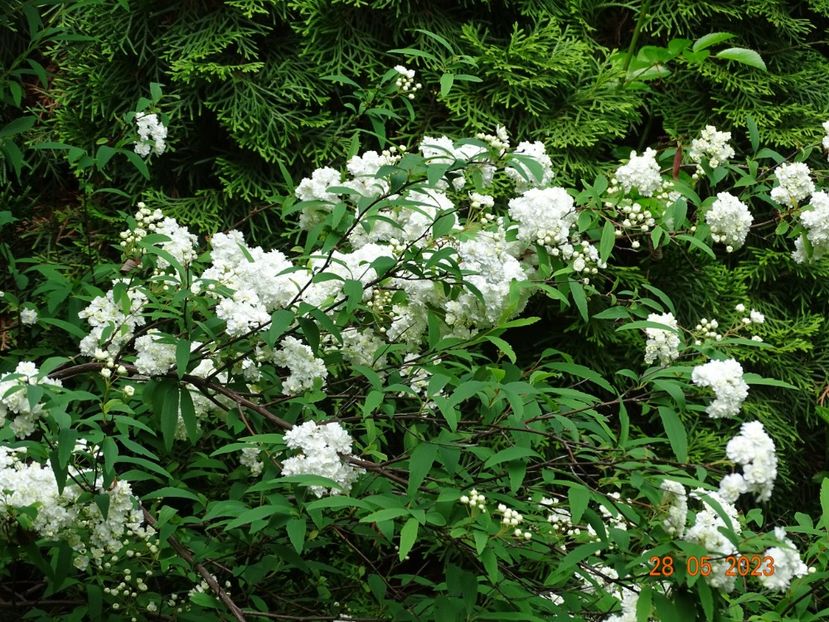  - Copacei si arbusti 2023