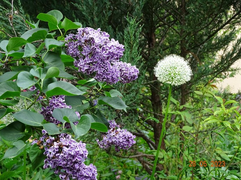  - Copacei si arbusti 2023