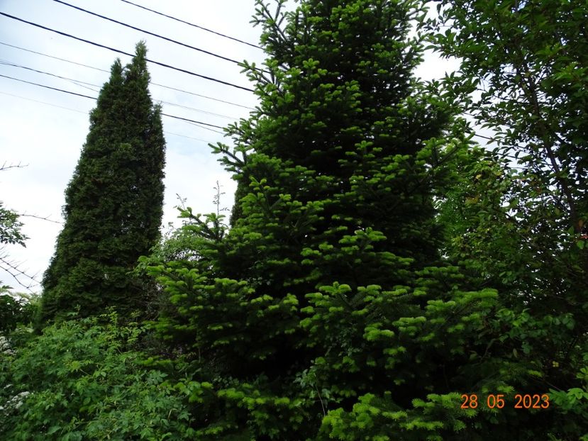  - Copacei si arbusti 2023