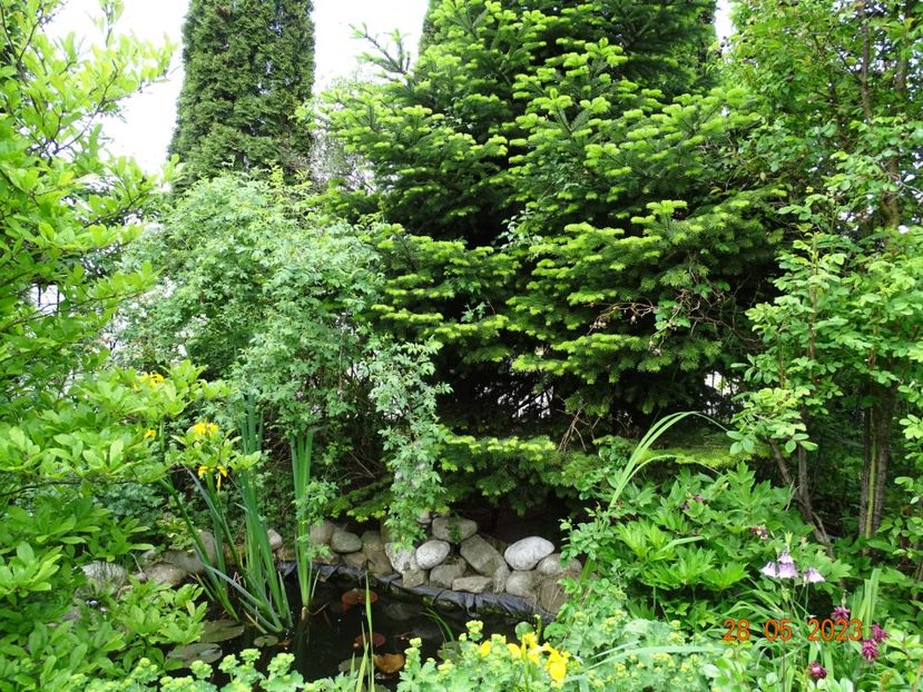  - Copacei si arbusti 2023