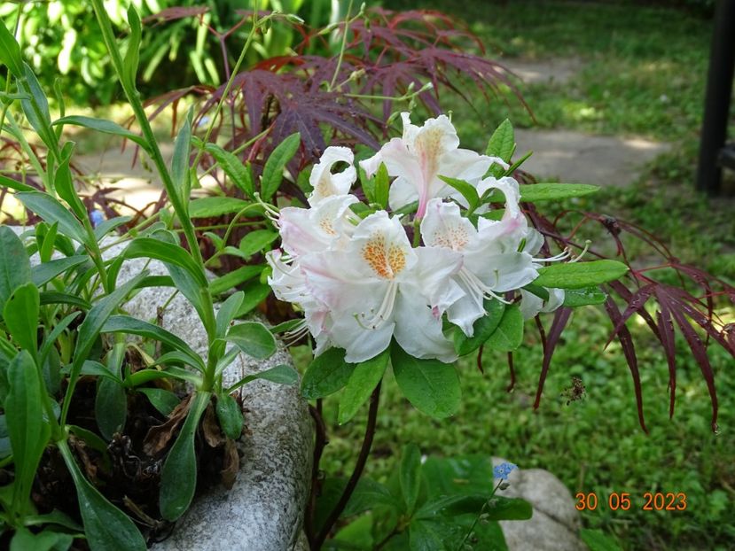  - Copacei si arbusti 2023