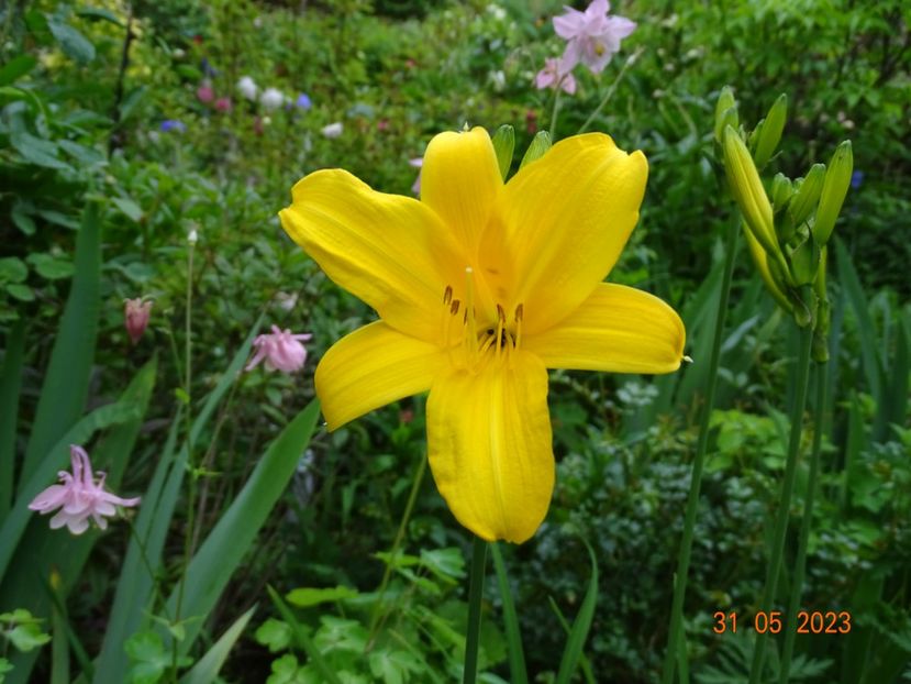  - Hemerocallis 2023