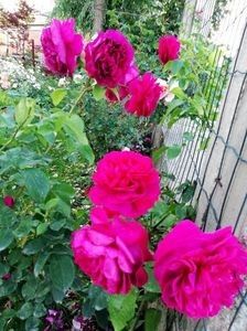 The Dark Lady - 000 Trandafiri 2024