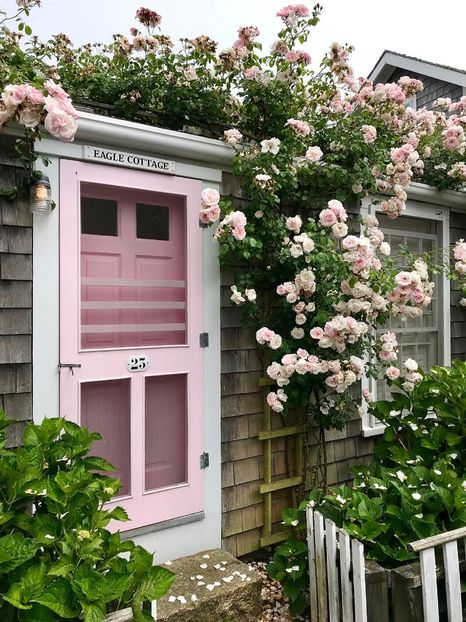 New Dawn - 000 Trandafiri 2024