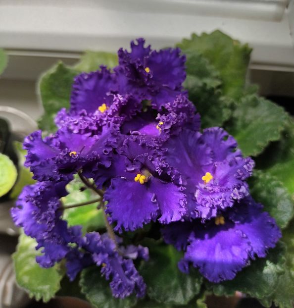  - Harnicuta mea Optimara Ever Special