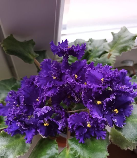  - Harnicuta mea Optimara Ever Special