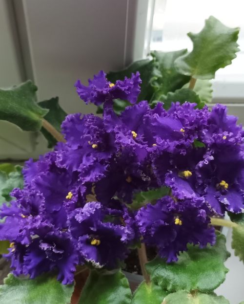  - Harnicuta mea Optimara Ever Special