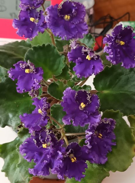  - Harnicuta mea Optimara Ever Special