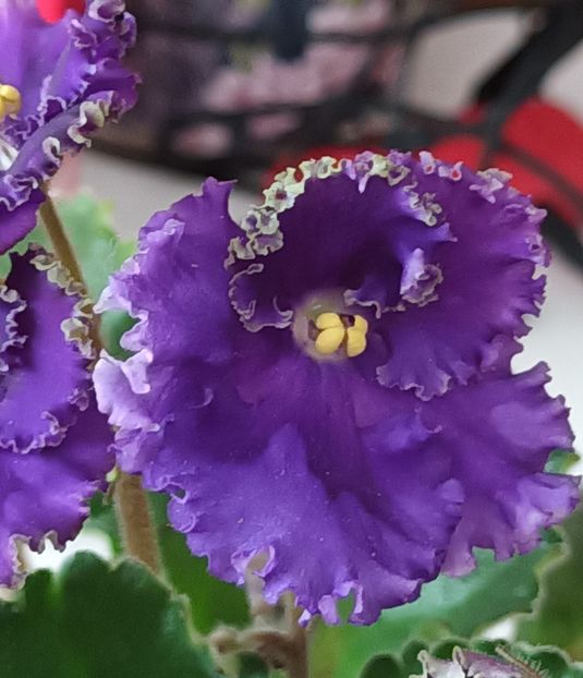  - Harnicuta mea Optimara Ever Special