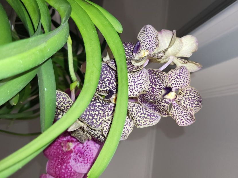 - vanda