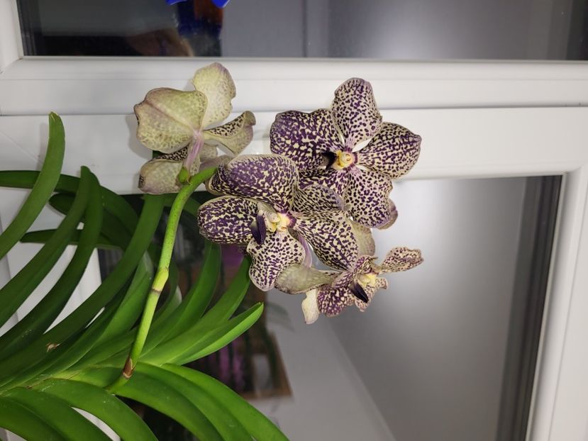  - vanda