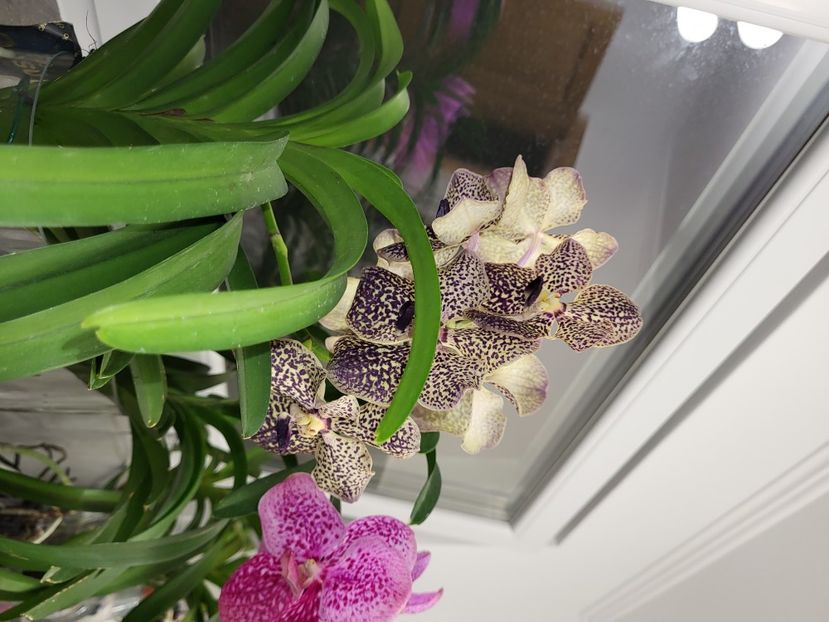  - vanda