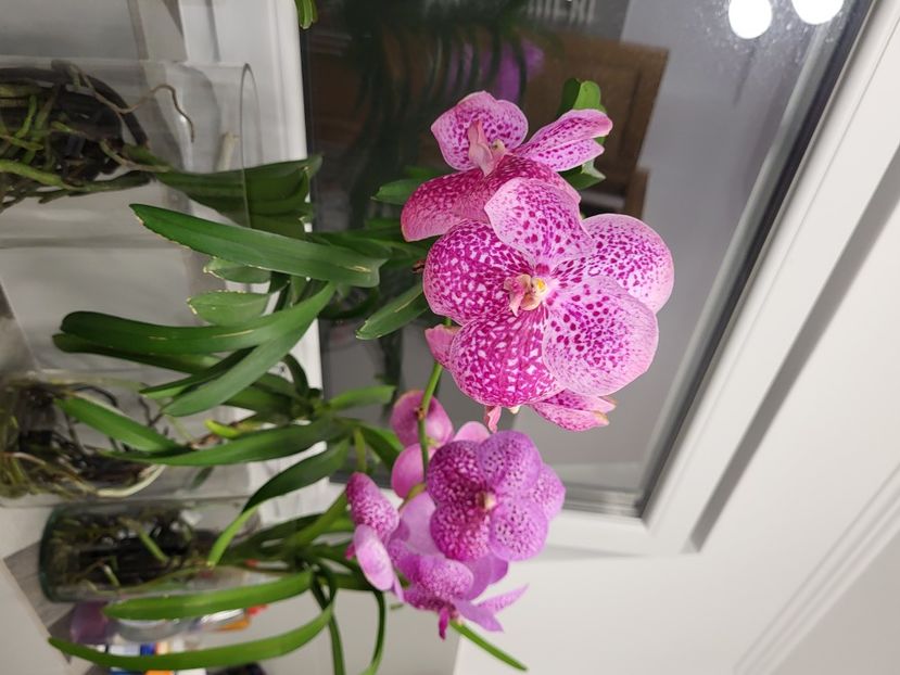 - vanda