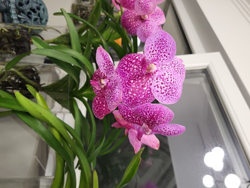  - vanda