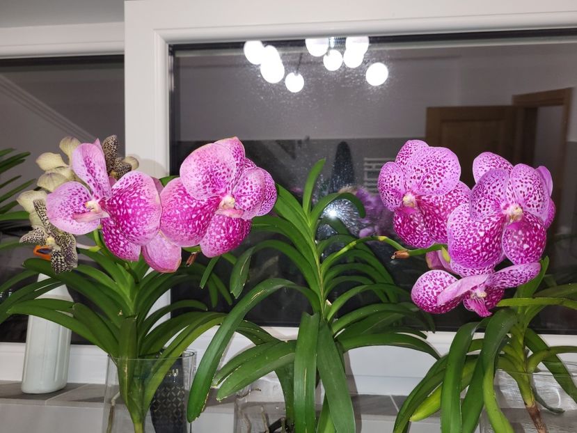  - vanda