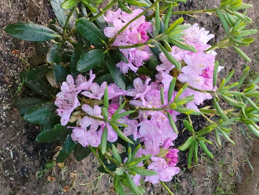 - rododendron si azalee de gradina