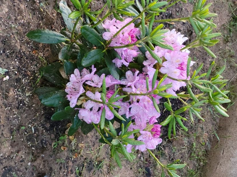 - rododendron si azalee de gradina